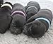 WhelpIDCollars - Puppy ID Bands - 12 Colors | Made from Velcro Brand ONE-WRAP | Standard Size 13.4 in