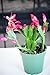 9GreenBox - Red Christmas Cactus Plant - Zygocactus - 4" Pot