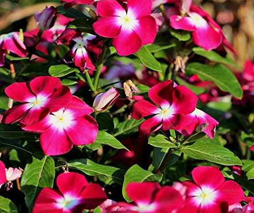 Modern Plants Live Red Sadabahar/Vinca 