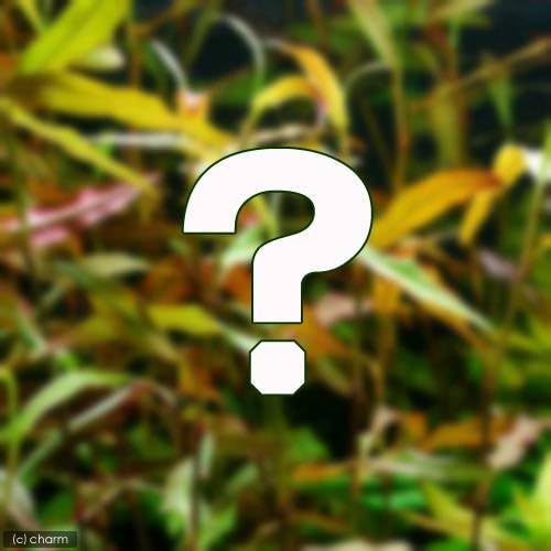 必要品 水草 ドラッグストア 新作製品 世界最高品質人気 熱帯魚 おまかせポリゴナム 水上葉 食品 飲料 お酒 B00uf498ig 正規品送料無料 生体 2種 5本セット 無農薬 計10本 Charm チャーム 激安超特価 ベビー マタニティ 100 品質保証 熱帯魚 観賞魚