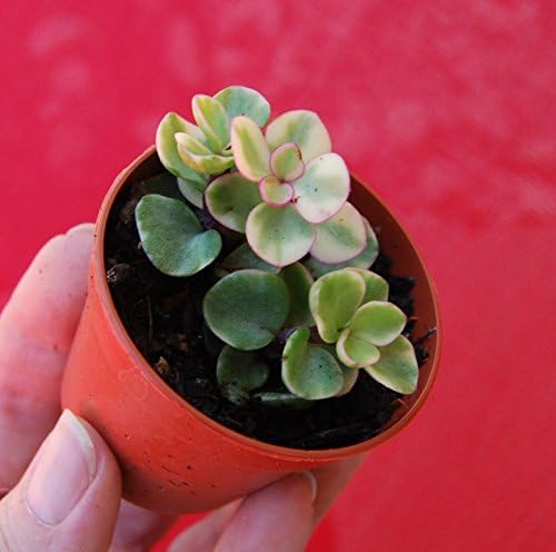 Variegated Elephant Bush - Mini Jade Tree Bonsai Plant - Portucalaria Afra