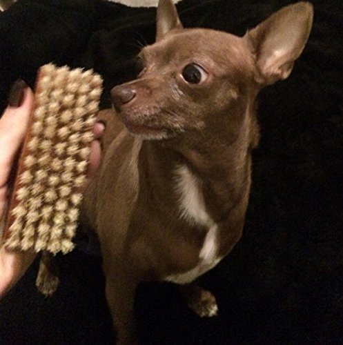 Cat Brush Dog Brush For Short And Medium Hair Soft Reinforced