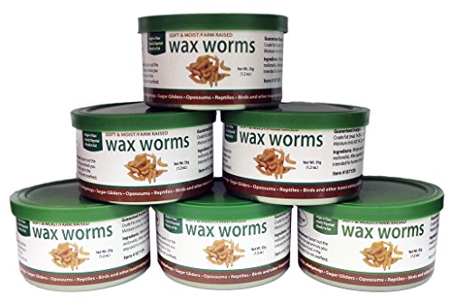 Canned Wax Worms 35 g/ 1.2 oz (6 Pack)
