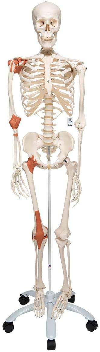 3B Scientific Human Anatomy Skeleton Model Leo - with Ligaments, On Pelvis Mounted Rolling Stand A12 + free anatomy software - 3B Smart Anatomy Standard