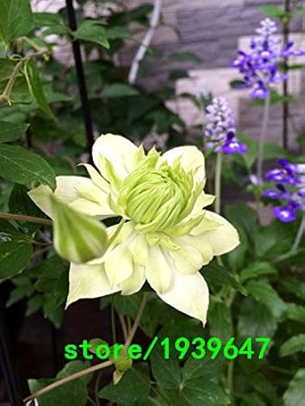 Hd限定モンタナ 花 最高の花の画像