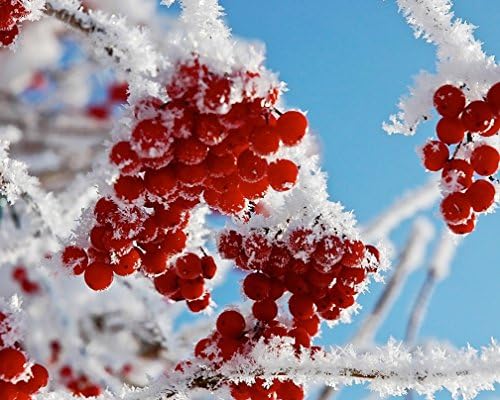 zhuixing 5D DIY Diamond Painting Kit Red Fruit Rhinestone Cross stitch Full Resin Pasted Mosaic White Snow Picture Craft Room Decoration By Number Kit, square diamond, 90*72 cm