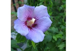 NEW LIFE NURSERY & GARDEN Blue Bird Hibiscus - Althea - Rose of Sharon - Live Plant - Quart Pot