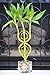 Dream Catcher Lucky Bamboo Plant Arrangement