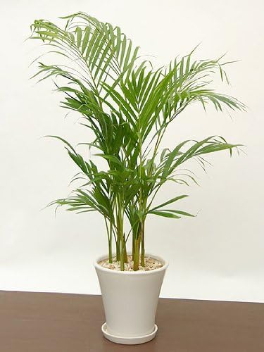 Amazon いい庭 観葉植物 爽やかナチュラル アレカヤシ中 ホワイト陶器ｒｐ１ ３ｓ 観葉植物 オンライン通販