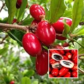Miracle Berry Seeds - 35 Count - Fresh Synsepalum dulcificum Tropical Fruit Seeds for Planting - Natural Taste Modifying Berries