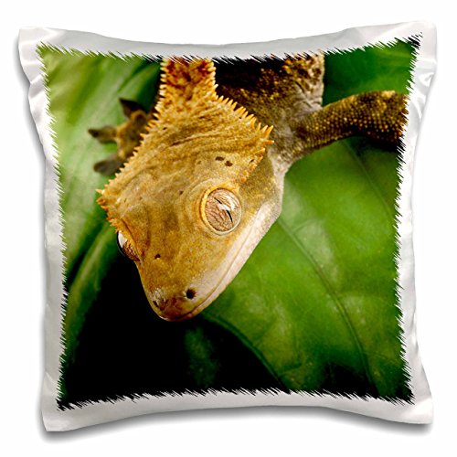 3dRose pc_84106_1 New Caledonian Crested Gecko lizard-NA02 MPR0089-Maresa Pryor-Pillow Case, 16 by 16
