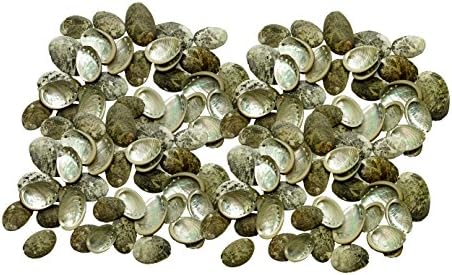 Quality Selected Seashells - 30 pcs Donkey's Ear Abalone / Haliotis Asinina for Seashell Vases, Seashell Boxes, Seashell Frames, Seashell Jewelry Making & Mini Garden Miniature