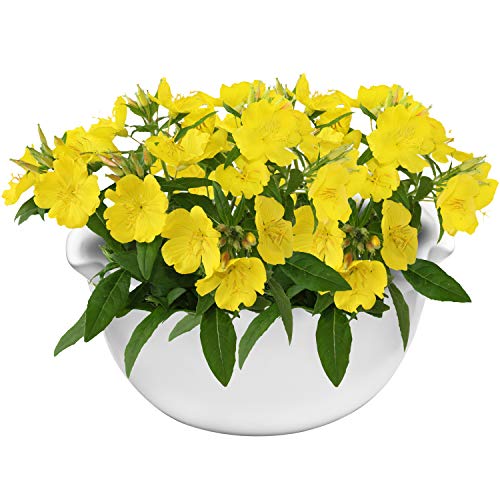 MyGift 10-Inch Wall-Mounted Scalloped Ceramic Succulent Planter Vase, White Wavy Flower Pots