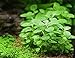 Lobelia Cardinalis Dwarf Live Aquarium Plants by AquariumPlantsFactory BUY2GET1FREE