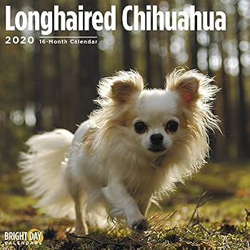 Amazon Com 2020 Longhaired Chihuahua Wall Calendar By Bright Day