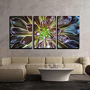 3 Piece Canvas Wall Art - Cactus Flower Macro Vivid Texture Color - Modern Home Art Stretched and Framed Ready to Hang - 16"x24"x3 Panels