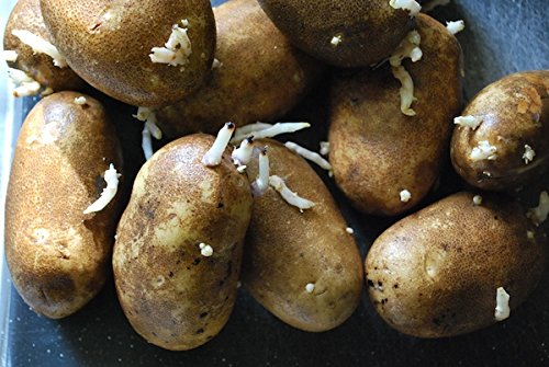 Simply Seed - Russet Burbanks - Organic Grown Seed Potatoes - 5 LBS - Ready for Fall Planting