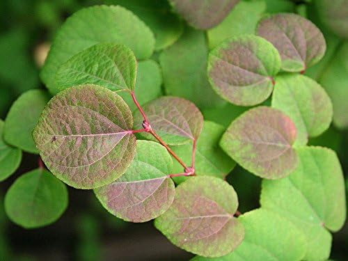 50 Seeds of Cercidiphyllum japonicum, Japanese Katsura
