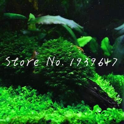 TOMHY 1000 Pcs/Bag Hot Pellia Java Fish Tank Aquatic Bonsai for Live Fish Moss Fern Aquarium Plant Landscape Decoration Ornament Grass : 365016