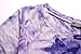 Zero City Women's Short Sleeve Casual Tie Dye Cotton Swing Tunic T-shirt Dresses Large Ze2010_purple