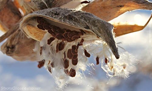 Milkweed Seed Pods in Winter / Graceful, Feathery, Rustic / Nature / Fine Art Photography Print