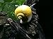 3 Golden Mystery Snails (Algae Eaters - young adult 1/2 to 2+ inch) by Aquatic Arts