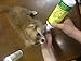 Grannick Bitter Apple with Dabber Top for Dogs 8ounce