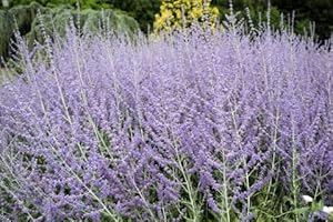 Greenwood Nursery/Live Perennial Plants - Russian Sage 'Little Lace' + Perovskia Atriplicifolia - [Qty: 2X Pint Pots] - (Click for More Options/Quantities)