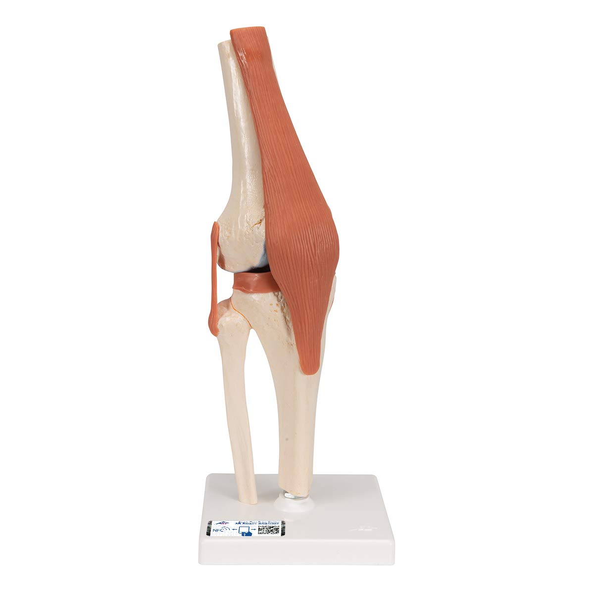 3B Scientific A82/1 Deluxe Functional Knee Joint Model + free anatomy software - 3B Smart Anatomy