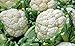 Cauliflower Seed, Snowball Y, Heirloom, Organic, Non GMO, 25+ Seeds, Large, Delicious and Healthy primary