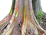 Seeds and Things Giant Sequoia sempervirens "California Redwood" 15 Seeds - BONSAI -