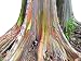 Seeds and Things Giant Sequoia sempervirens "California Redwood" 15 Seeds - BONSAI - primary