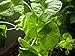 Aquatic Arts Brazilian Pennywort - 2 Bunches - Large Live Aquarium Plants
