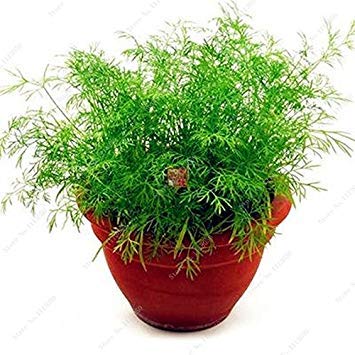 ASTONISH Seeds: 100 Pcs EU Fragrant Bulb Fennel Seeds Organic Vegetable Seeds Angio Plants Flower Seeds sementes de Bonsai - Thumbnail 4