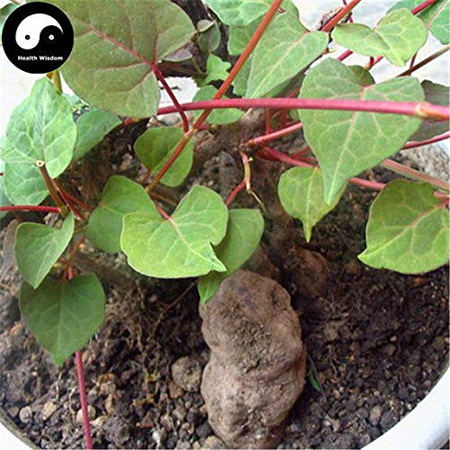 Plat Firm Germination Seeds 50pcs Buy Real Multiflorum Seeds Plant |  Desertcart Fiji