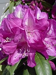 Rhododendron