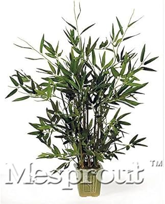 50pcs Bonsai Moso Bamboo Tree Seeds Mini Bonsai Potted Balcony Planting Is Simple Bambu Seeds Diy Mini Pot Plant Balcony Buy Online At Best Price In Uae Amazon Ae