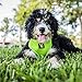 EcoBark Dog Harness - Eco-Friendly Max Comfort Harnesses - Luxurious Soft Mesh Halter - Over The Head Harness Vest- No Pull and No Choke for Puppy, Small Breeds & Medium Dogs (Large, Green)
