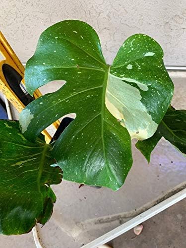 Details About Variegated Monstera Deliciosa Live Plant (Picture of Actual Plant) Indoors/Out