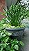 Praying Hands Hosta - NEW! - UNIQUE! - INTERESTING - Gallon Pot