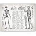 Human Anatomy - Muscular and Skeletal Systems - 11x14 Unframed Art Print - Makes a Great Clinic or Office Decor and Gift Under $15 for Doctors, Nurses, Nursing and Medical Students