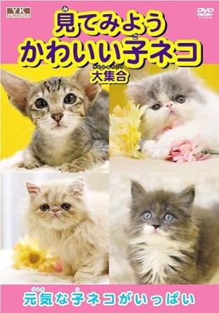 Amazon Co Jp 見てみよう かわいい子ネコ 大集合 Ayk 103 Dvd Dvd ブルーレイ