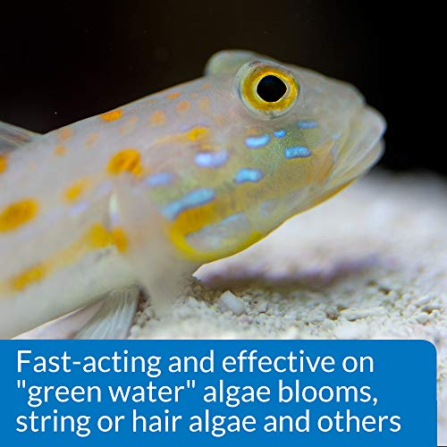 5 API+ALGAEFIX+Control+Solution+16+Ounce