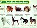 My Dog Breeds Poster More Than 100 World Dogs Specie for Education Demonstration