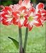 Amaryllis Bulbs, Hippeastrum, Barbados Lily, Amaryllis Flower?2bulbs?Amaryllis Striped Minerva Bulb