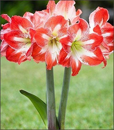 Amaryllis Bulbs, Hippeastrum, Barbados Lily, Amaryllis Flower?2bulbs?Amaryllis Striped Minerva Bulb Amaryllis Bulbs, Hippeastrum, Barbados Lily, Amaryllis Flower?2bulbs?Amaryllis Striped Minerva Bulb