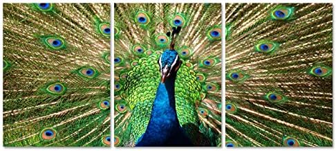 Vivid Color Peacock Feather 3 Piece Modern Stretched and Framed Giclee Prints Artwork Green Animals Pictures Paintings on Canvas Wall Art for Living Room Bedroom Home Decorations (12x16inchx3pcs)