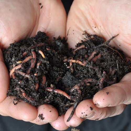 Best Value! 2000+ Red Wigglers Composting Worms Perfect for Worm