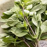 Thai Sweet Basil Fresh 14 Oz