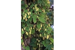 SVI Humulus lupulus CASCADE HOPS Vine Seeds!